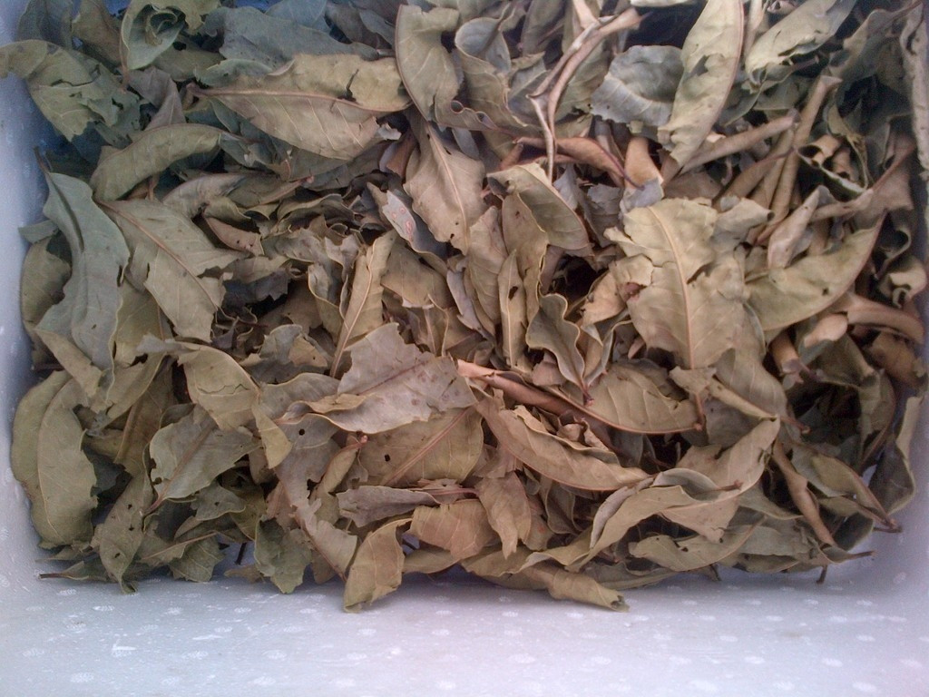 Uống lá vối có giảm cân không? Cách dùng đúng 2893