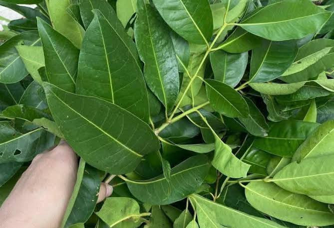 Uống lá vối có giảm cân không? Cách dùng đúng 3029
