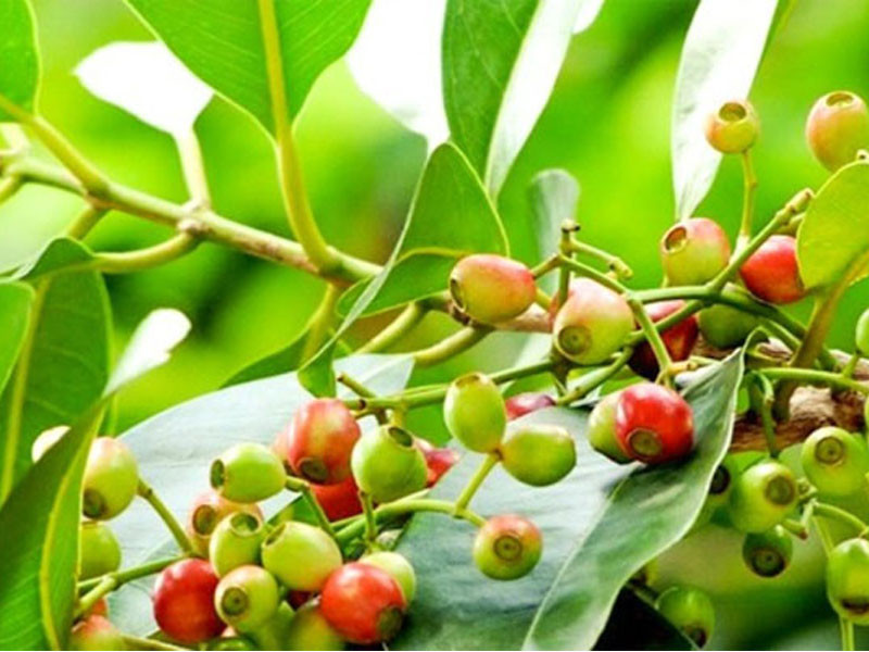 Uống lá vối có giảm cân không? Cách dùng đúng 4449