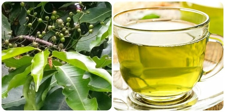 Uống lá vối có giảm cân không? Cách dùng đúng 6127